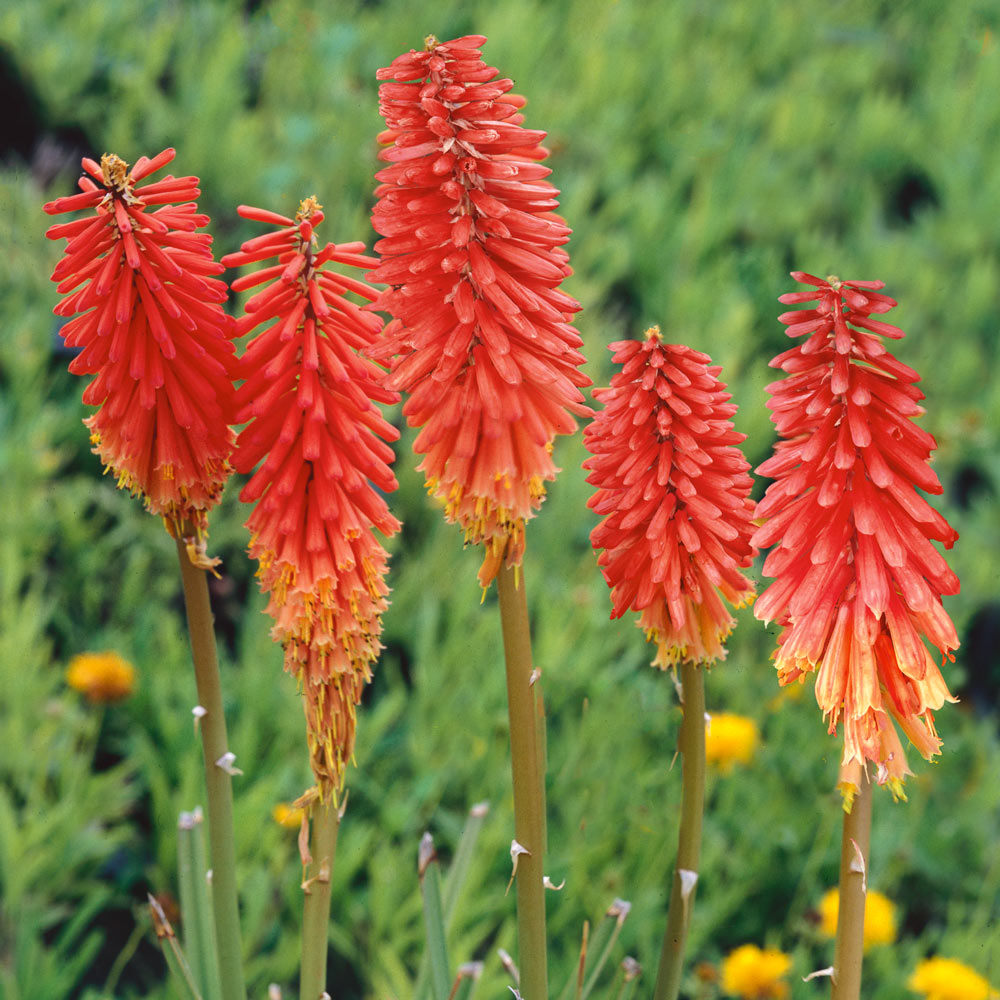 Kniphofia 'Nancy's Red'